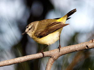 yellow-rumped-thornbill