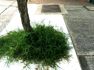 overgrown-macpherson-street