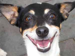 dogs-portia