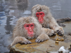 enviro-news-snow-monkeys-hot-water
